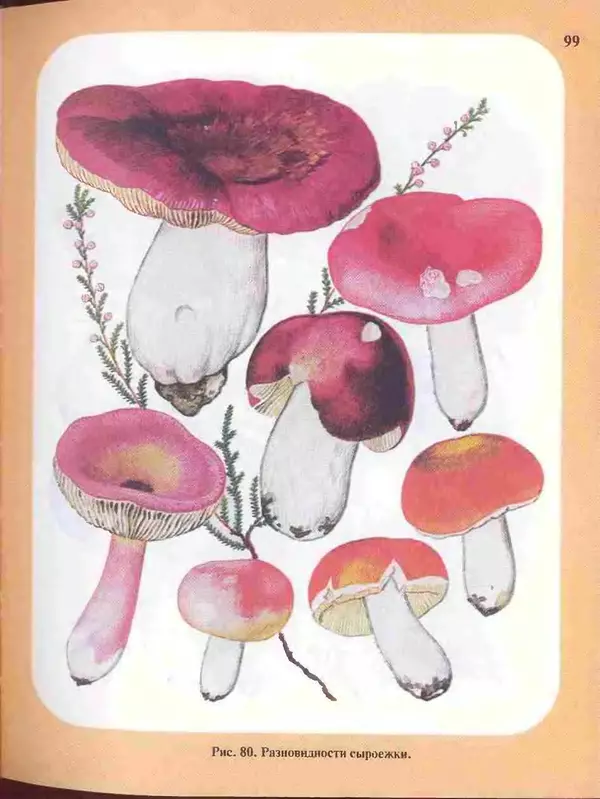 КулЛиб. А. В. Юдин - Большой определитель грибов. Страница № 99