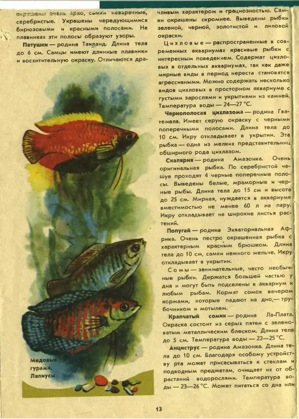 КулЛиб. И. И. Шереметьев - Ваш первый аквариум. Страница № 14