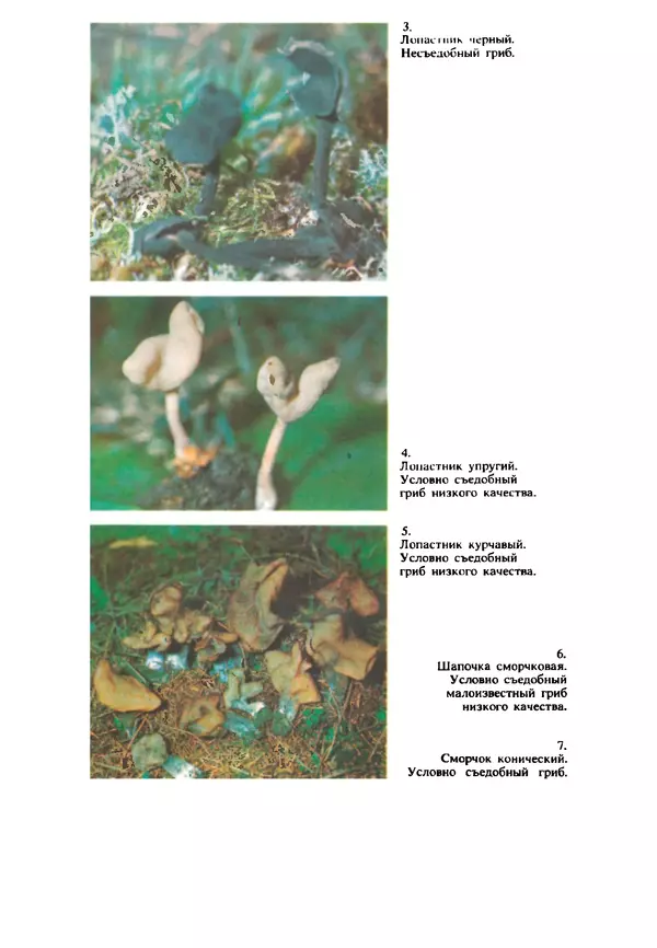 КулЛиб. C. П. Вассер - Съедобные и ядовитые грибы Карпат. Справочник. Страница № 226