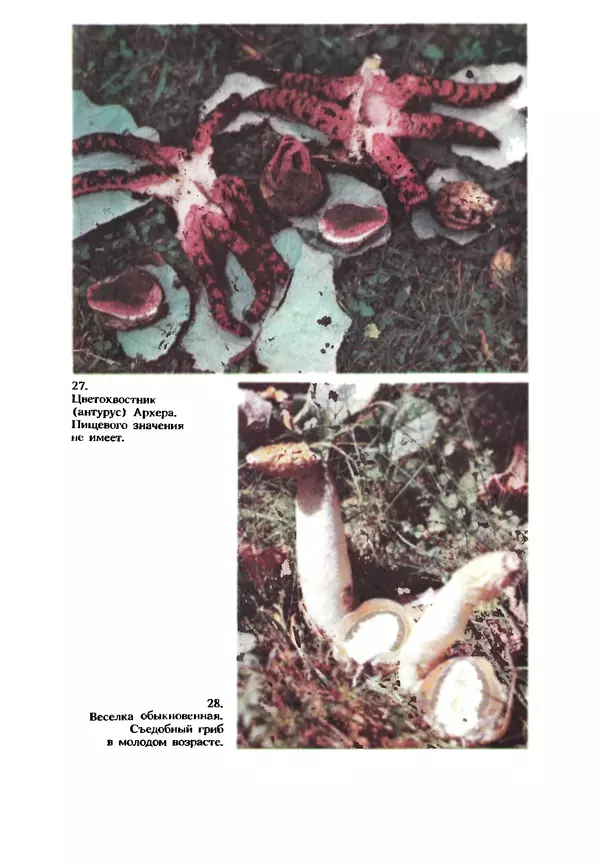 КулЛиб. C. П. Вассер - Съедобные и ядовитые грибы Карпат. Справочник. Страница № 237