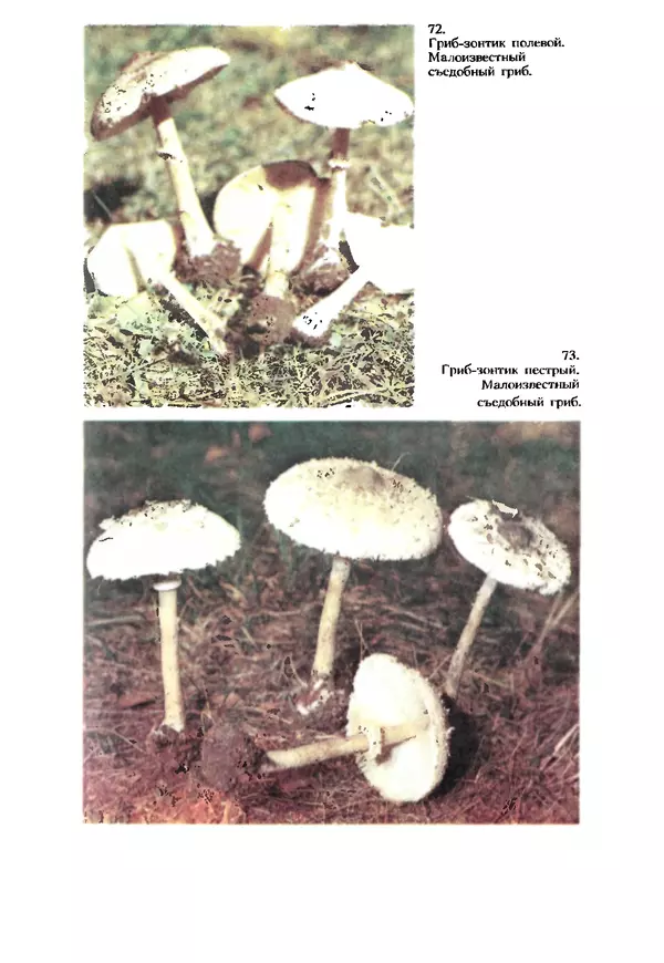 КулЛиб. C. П. Вассер - Съедобные и ядовитые грибы Карпат. Справочник. Страница № 257