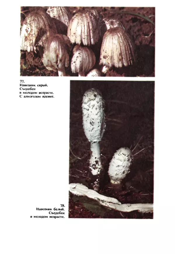 КулЛиб. C. П. Вассер - Съедобные и ядовитые грибы Карпат. Справочник. Страница № 259