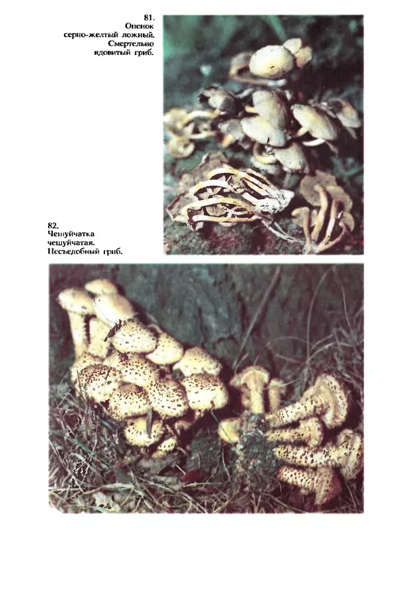 КулЛиб. C. П. Вассер - Съедобные и ядовитые грибы Карпат. Справочник. Страница № 261