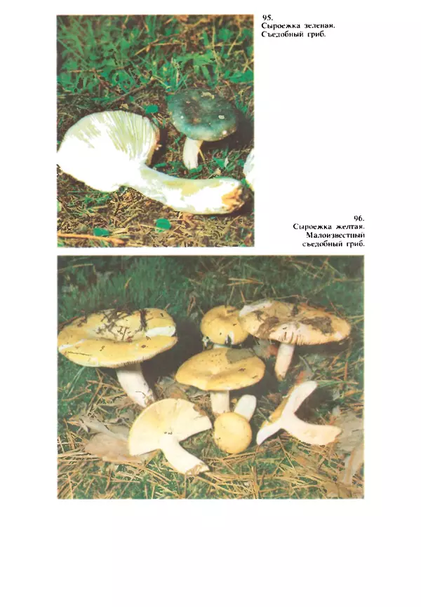 КулЛиб. C. П. Вассер - Съедобные и ядовитые грибы Карпат. Справочник. Страница № 268