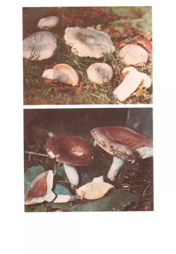 КулЛиб. C. П. Вассер - Съедобные и ядовитые грибы Карпат. Справочник. Страница № 270