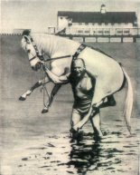 Книга - Анна  Семироль - Конь на белом принце (СИ) (fb2) читать без регистрации
